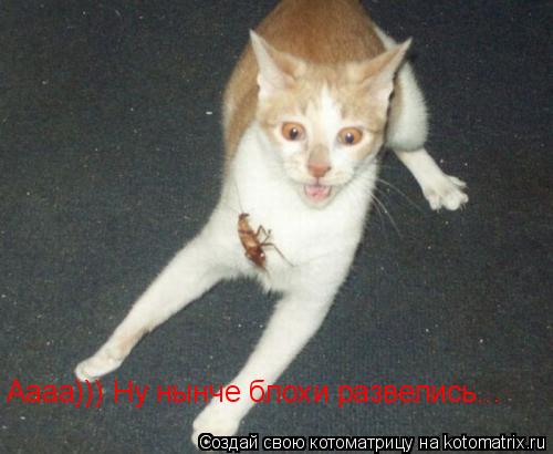 Aaaa))) Ну нынче блохи развелись...... Котоматрица: Aaaa))) Ну нынче блохи развелись...