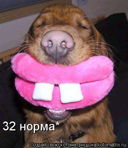 32 норма*... Котоматрица: 32 норма*
