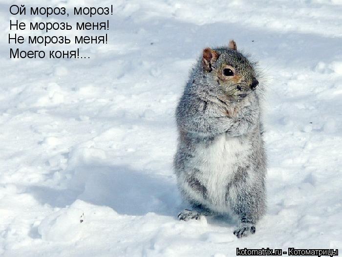 Ой мороз, мороз! Не морозь меня! Не морозь меня! Моего коня!...... Котоматрица: Ой мороз, мороз! Не морозь меня! Не морозь меня! Моего коня!...
