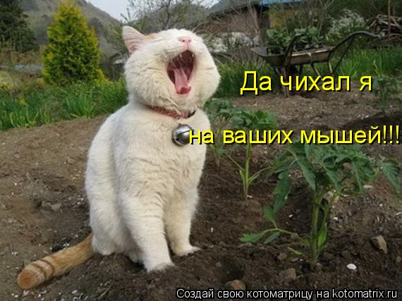 Да чихал я на ваших мышей!!!... Котоматрица: Да чихал я на ваших мышей!!!
