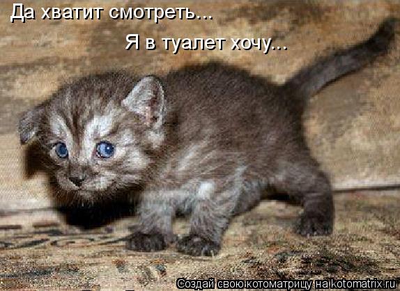 Да хватит смотреть... Я в туалет хочу...... Котоматрица: Да хватит смотреть... Я в туалет хочу...