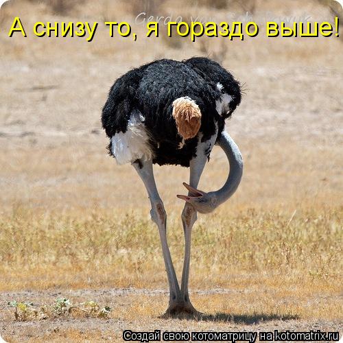 А снизу то, я гораздо выше!... Котоматрица: А снизу то, я гораздо выше!