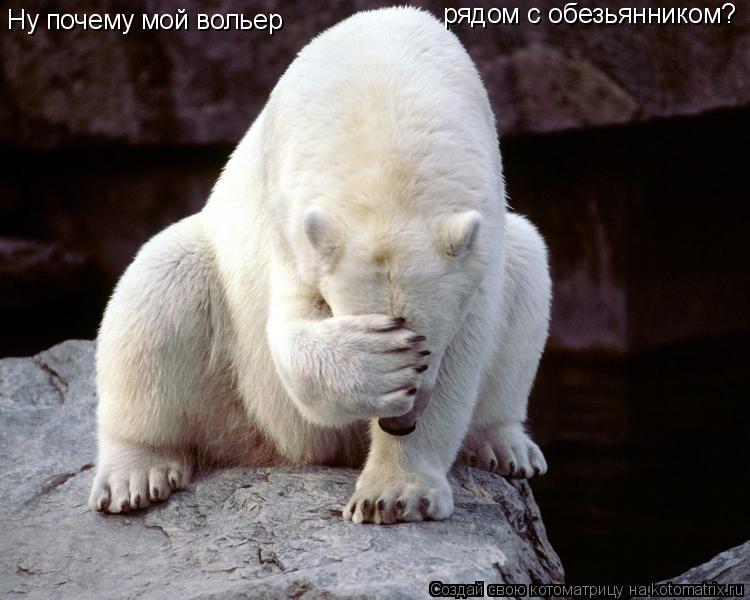 Ну почему мой вольер рядом с обезьянником?... Котоматрица: Ну почему мой вольер рядом с обезьянником?