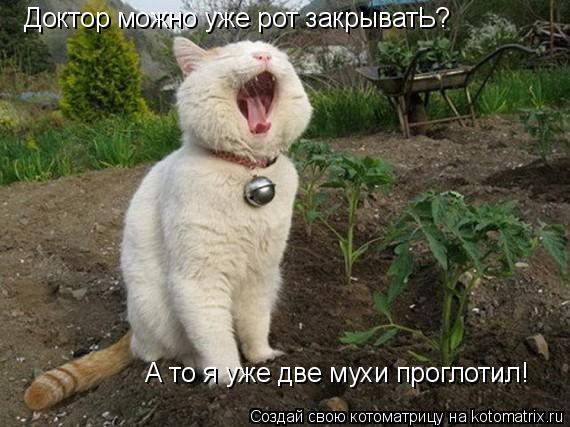 Доктор можно уже рот закрыватЬ? А то я уже две мухи проглотил!... Котоматрица: Доктор можно уже рот закрыватЬ? А то я уже две мухи проглотил!