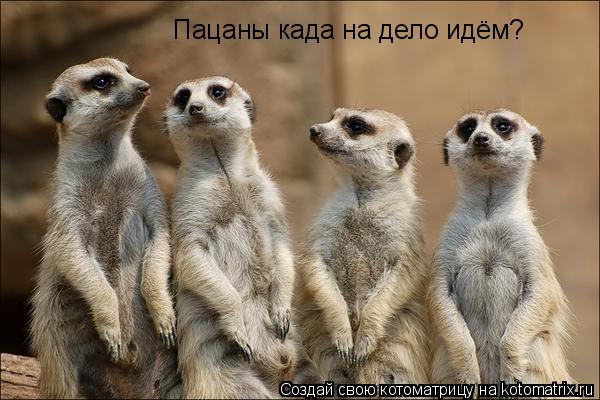Пацаны када на дело идём?... Котоматрица: Пацаны када на дело идём?
