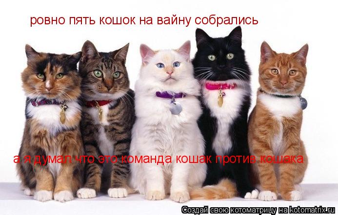 ровно пять кошок на вайну собрались а я думал что это команда кошак против кошака... Котоматрица: ровно пять кошок на вайну собрались а я думал что это команда кошак против кошака