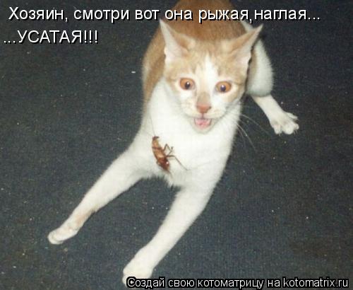 Хозяин, смотри вот она рыжая наглая... , ...УСАТАЯ!!!... Котоматрица: Хозяин, смотри вот она рыжая наглая... , ...УСАТАЯ!!!
