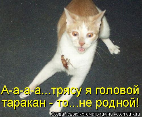 А-а-а-а...трясу я головой таракан - то...не родной!... Котоматрица: А-а-а-а...трясу я головой таракан - то...не родной!