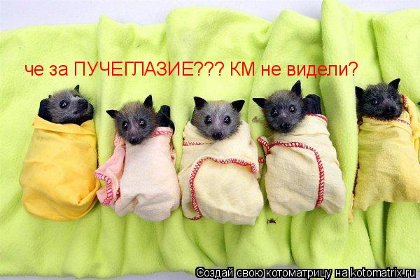 че за ПУЧЕГЛАЗИЕ??? КМ не видели?... Котоматрица: че за ПУЧЕГЛАЗИЕ??? КМ не видели?