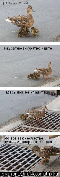 утята за мной аккуратно-аккуратно идите здесь люк не упадите ого!вот так несчастье ну я вам говорила ... Котоматрица: утята за мной аккуратно-аккуратно идите здесь люк не упадите ого!вот так несчастье ну я вам говорила 100 раз