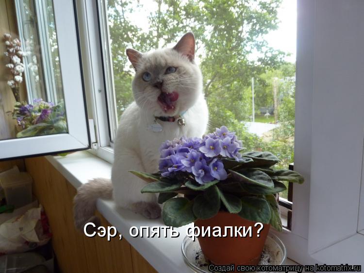 Сэр, опять фиалки?... Котоматрица: Сэр, опять фиалки?