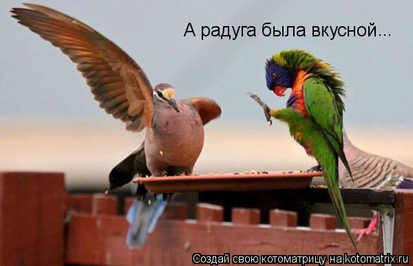 Котоматрица: А радуга была вкусной ...