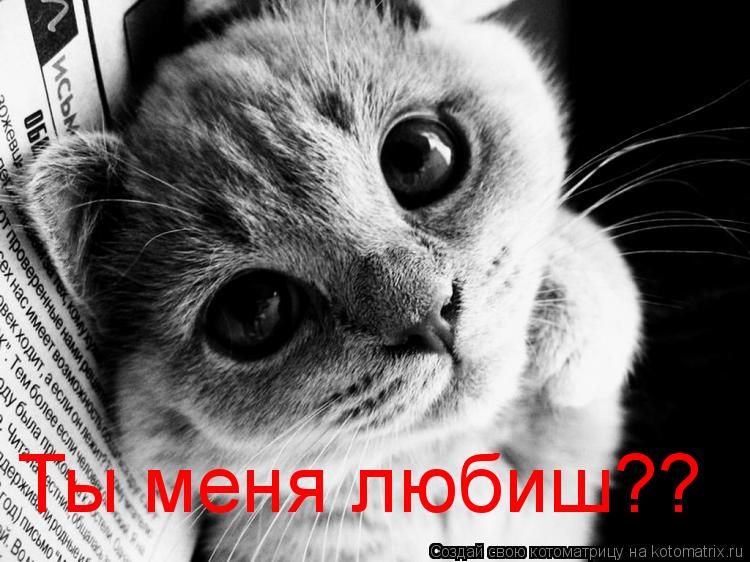 Котоматрица: Ты меня любиш??
