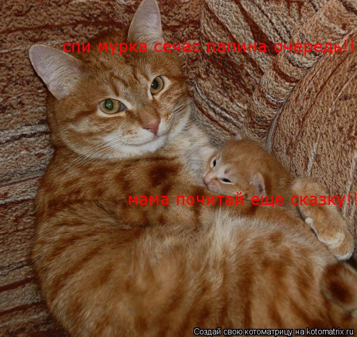 Котоматрица: мама почитай еще сказку!!  спи мурка сечас папина очередь!!