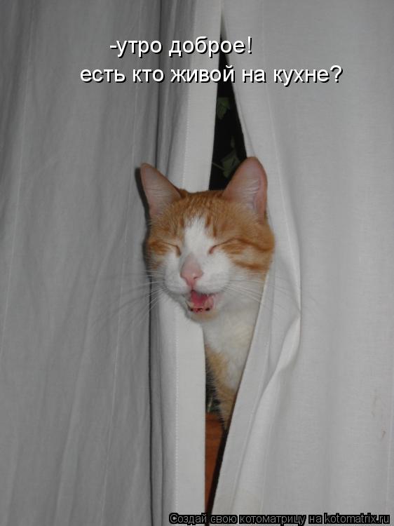 Котоматрица: -утро доброе!  есть кто живой на кухне?