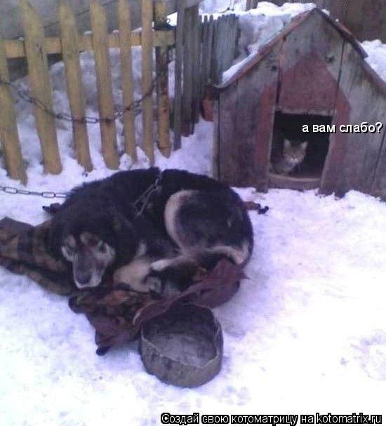 Котоматрица: а вам слабо?