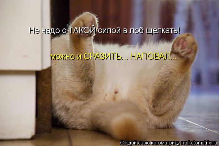 Котоматрица: Не надо с ТАКОЙ силой в лоб щелкать! можно и СРАЗИТЬ... НАПОВАЛ...