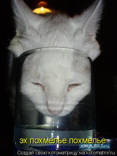 Котоматрица: эх похмелье похмелье