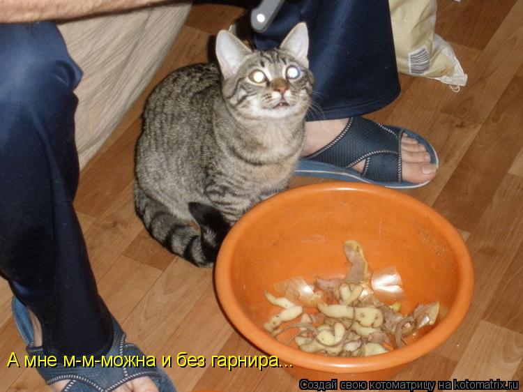 Котоматрица: А мне м-м-можна и без гарнира...