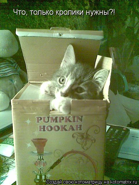Котоматрица: Что, только кролики нужны?!