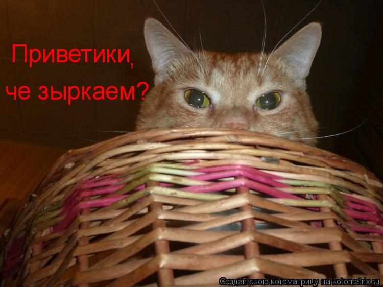 Котоматрица: Приветики  , че зыркаем?