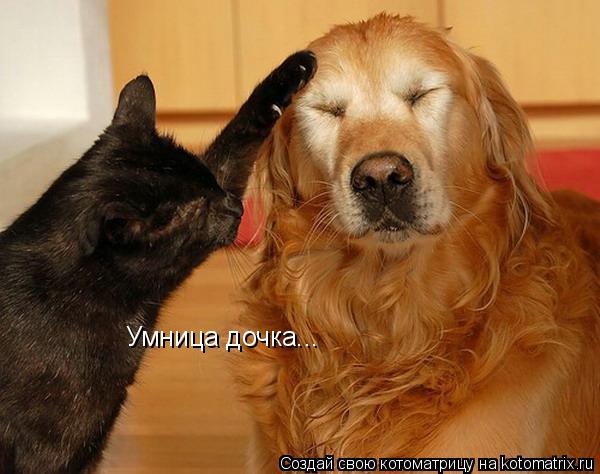 Котоматрица: Умница дочка...