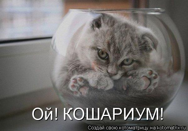 Котоматрица: Ой! КОШАРИУМ!