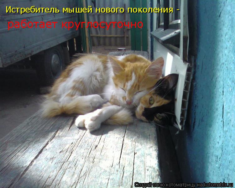 Котоматрица: Истребитель мышей нового поколения -  работает круглосуточно