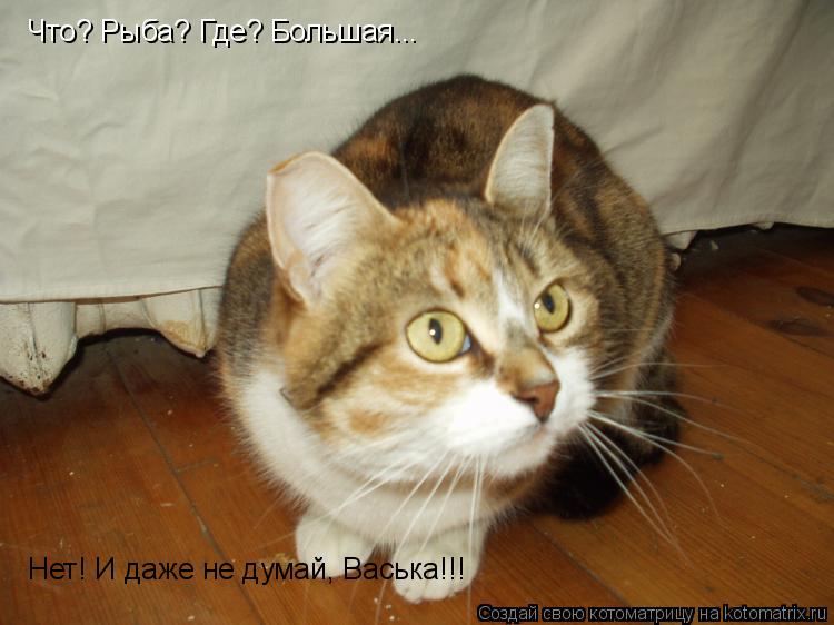 Котоматрица: Что? Рыба? Где? Большая...  Нет! И даже не думай, Васька!!!