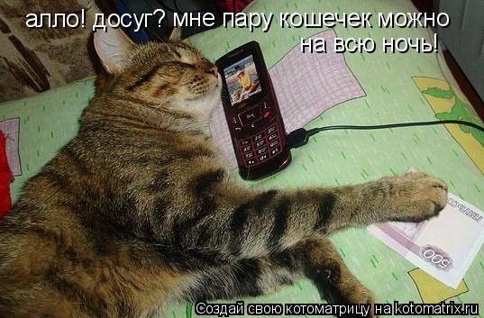 Котоматрица: алло! досуг?   мне пару кошечек можно   на всю ночь!