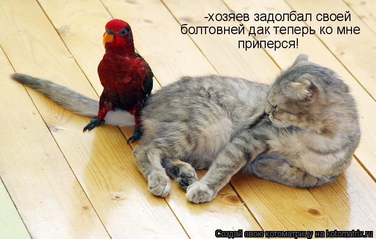 Котоматрица: -хозяев задолбал своей болтовней дак теперь ко мне  приперся!