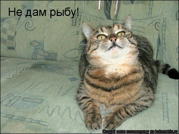 Котоматрица: Не дам рыбу!
