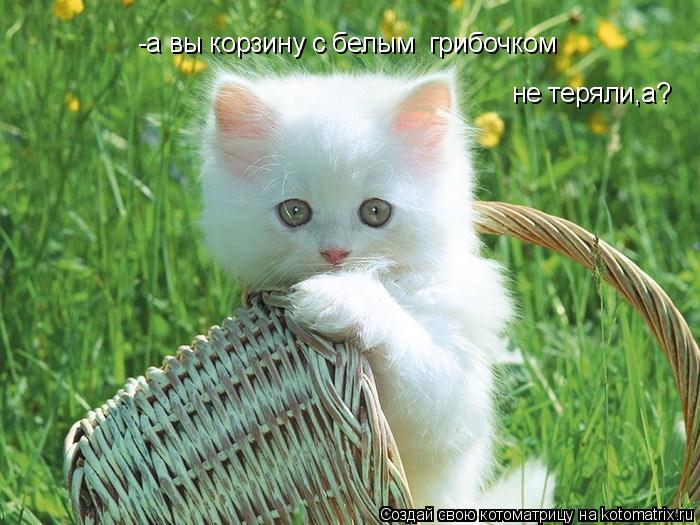 Котоматрица: -а вы корзину с белым  грибочком -а вы корзину с белым  грибочком не теряли,а?