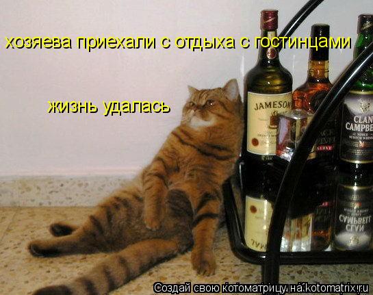 Котоматрица: хозяева приехали с отдыха с гостинцами жизнь удалась