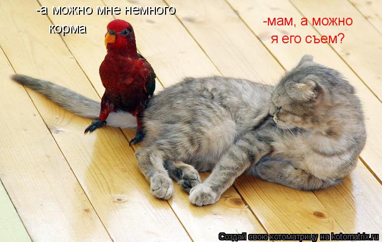 Котоматрица: -а можно мне немного корма -мам, а можно я его съем?
