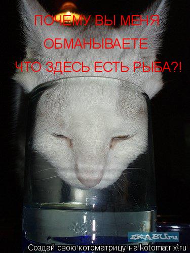 Котоматрица: ПОЧЕМУ ВЫ МЕНЯ  ОБМАНЫВАЕТЕ ЧТО ЗДЕСЬ ЕСТЬ РЫБА?!
