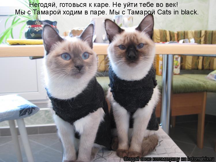 Котоматрица: Негодяй, готовься к каре. Не уйти тебе во век! Мы с Тамарой ходим в паре. Мы с Тамарой Cats in black.