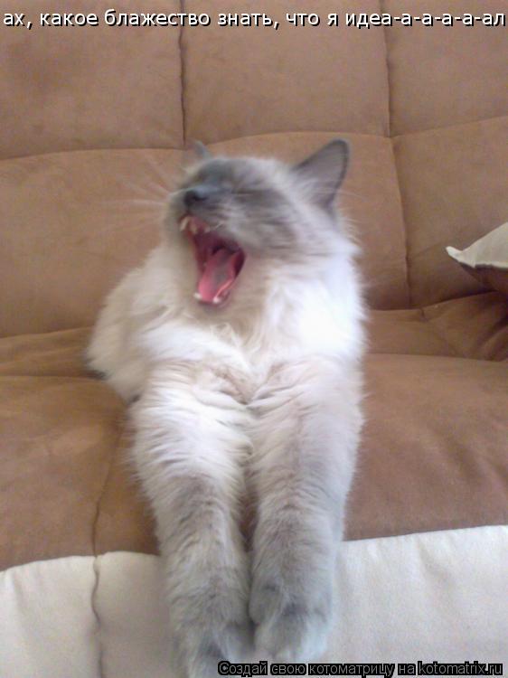Котоматрица: ах, какое блажество знать, что я идеа-а-а-а-а-ал!!!!!