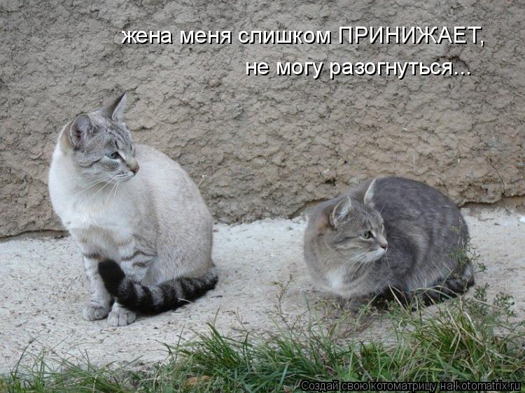 Котоматрица: жена меня слишком ПРИНИЖАЕТ, не могу разогнуться...