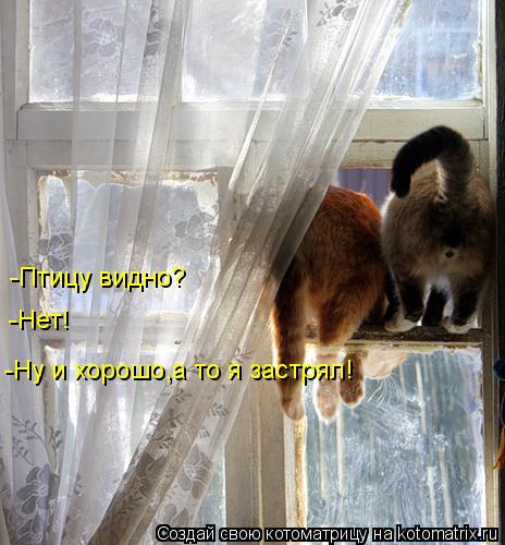Котоматрица: -Птицу видно? -Нет! -Ну и хорошо,а то я застрял!