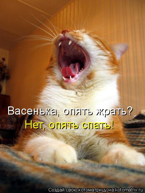Котоматрица: Васенька, опять жрать?  Нет, опять спать!