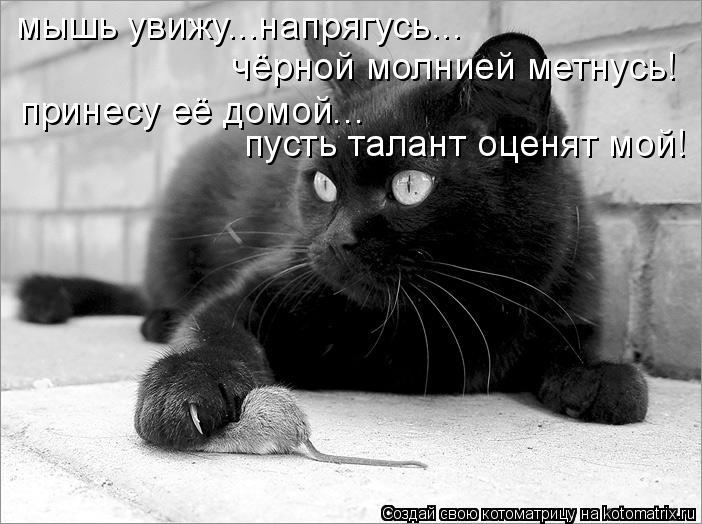 Котоматрица: мышь увижу...напрягусь... чёрной молнией метнусь! принесу её домой... пусть талант оценят мой!