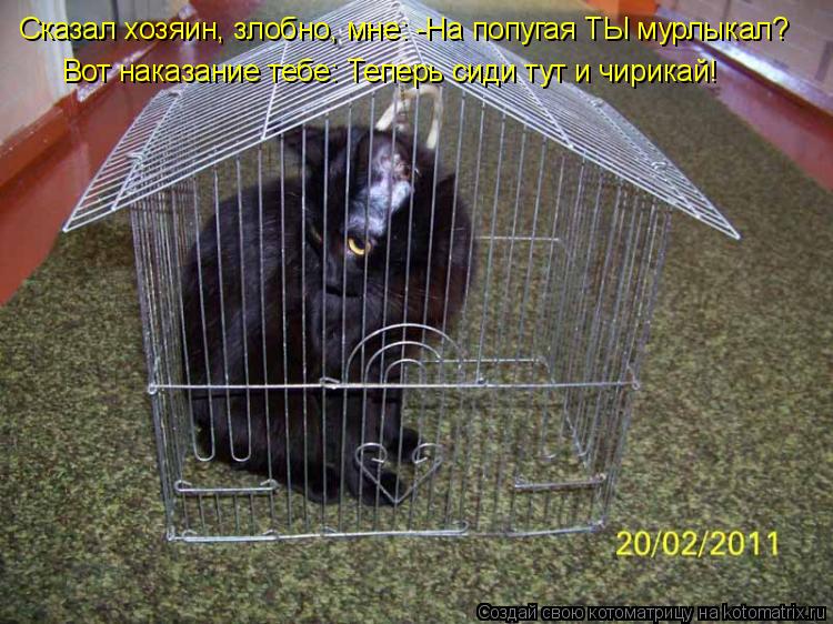 Котоматрица: Сказал хозяин, злобно, мне: -На попугая ТЫ мурлыкал? Вот наказание тебе: Теперь сиди тут и чирикай!