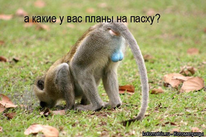 Котоматрица: а какие у вас планы на пасху?