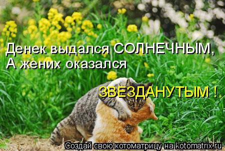 Котоматрица: Денек выдался СОЛНЕЧНЫМ, А жених оказался ЗВЕЗДАНУТЫМ !