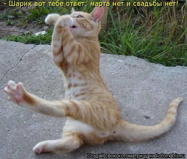 Котоматрица: - Шарик вот тебе ответ: марта нет и свадьбы нет!