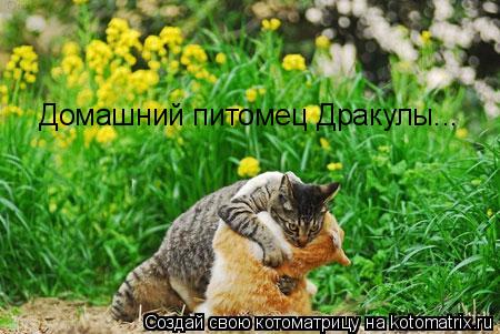 Котоматрица: Домашний питомец Дракулы...