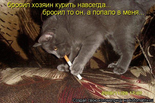 бросил хозяин курить навсегда... бросил то он, а попало в меня...... Котоматрица: бросил хозяин курить навсегда... бросил то он, а попало в меня...