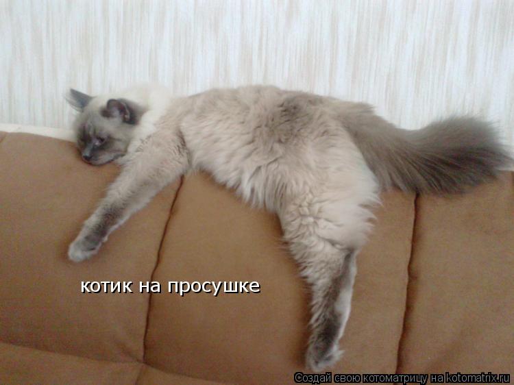 Котоматрица: котик на просушке