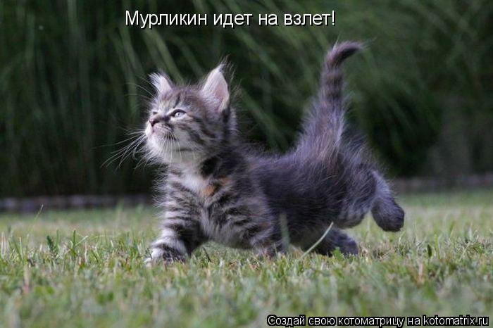 Котоматрица: Мурликин идет на взлет!